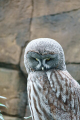a sparrow owl on a tree trunk. the gaze is directed at the viewer. beautiful plumage