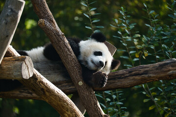 Giant panda lying on tree trunks in the high. Endangered mammal from China. Nature
