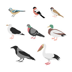 Vector color hand drawn city birds illustration set. Bullfinch, crow, duck, tit bird, pigeon, seagull, pelican and sparrow. Isolated on white background.