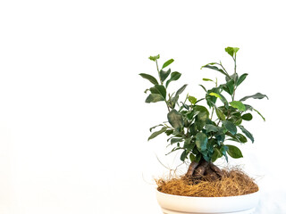 ガジュマルの木(ゴムの木) 3