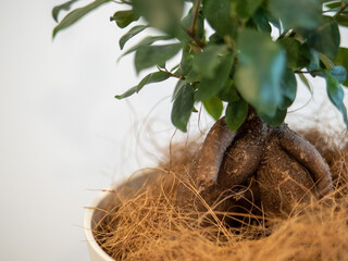 ガジュマルの木(ゴムの木) 4