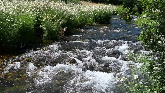 R&aacute;pidos de un r&iacute;o de aguas cristalinas rodeado de flores blancas durante el verano en el parque natural de la monta&ntilde;a Palentina, Espa&ntilde;a