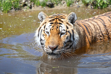 Naklejka na ściany i meble Amour tiger in the water, cooling down or playing