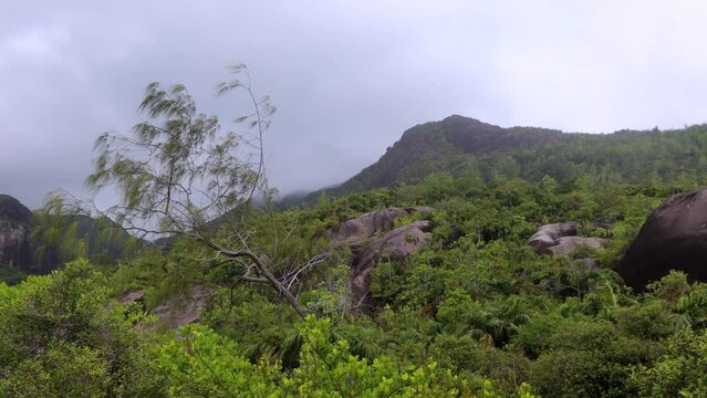 Nature of the Anse Major Trail trekking route, Seychelles