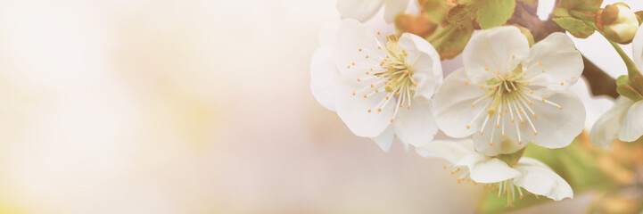 Fresh beautiful flowers of the apple tree blooming in the spring