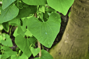 Fototapeta na wymiar Leaf of evergreen vine plant 'Aristolochia Iittoralis'