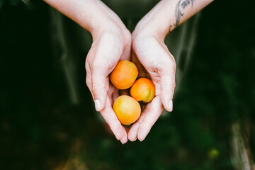 The girl holds in her hands appetizing peaches plucked from a tree in the garden. Summer food