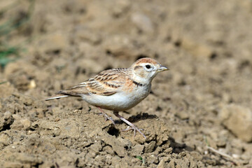 Kurzzehenlerche // Greater short-toed lark (Calandrella brachydactyla)