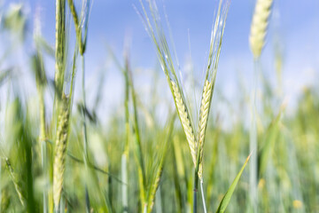 Fototapeta premium Spikelets of wheat in light green shades against the sky. Natural background. Soft focus