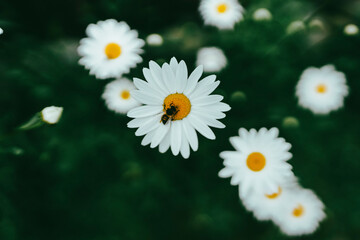 A bee on a bright daisy on a green background. Natural background