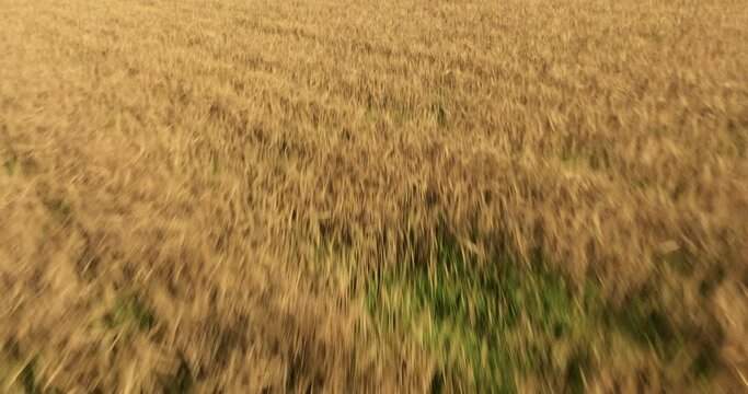 Aerial view of the chapel of the Liget next to wheat fields during sunset in France.