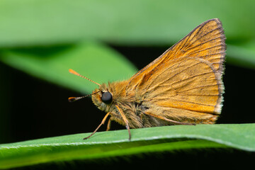 Fototapeta na wymiar Small skipper butterfly on a leaf