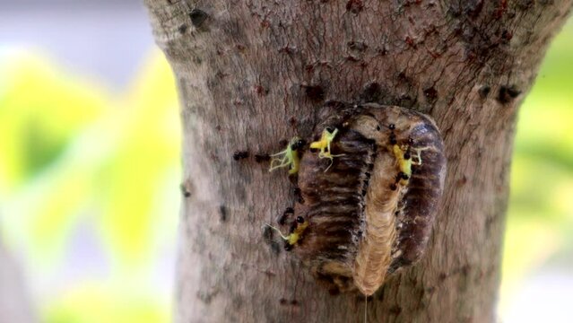 卵から生まれたばかりのカマキリを運ぶ蟻