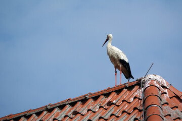 Storch auf einem Dach