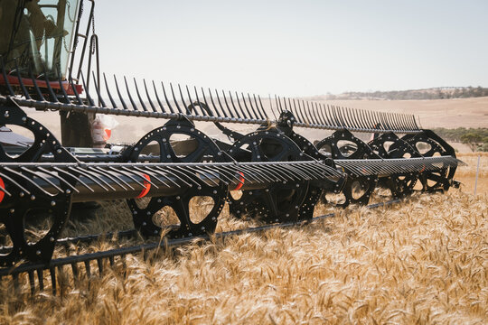 Header comb harvesting a wheat crop in the Avon Valley, Western Australia