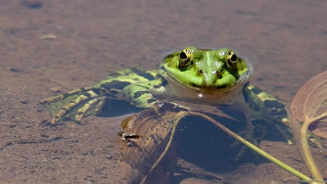 Frog sitting at the shore of a pond and looking at camera, Pelophylax esculentus