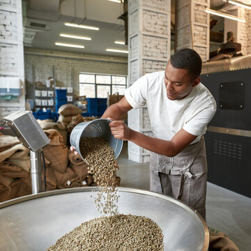 Worker pouring out organic coffee beans in grinder