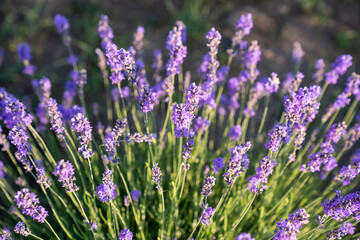 beautiful lavender flowers in the garden, close up shot, lavender spikelet