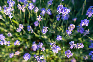 beautiful lavender flowers in the garden, close up shot, lavender spikelet