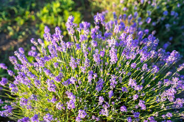 beautiful lavender flowers in the garden, close up shot, lavender spikelet