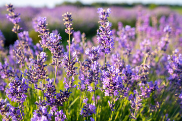 beautiful lavender flowers in the garden, close up shot, lavender spikelet