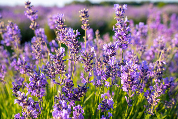 beautiful lavender flowers in the garden, close up shot, lavender spikelet