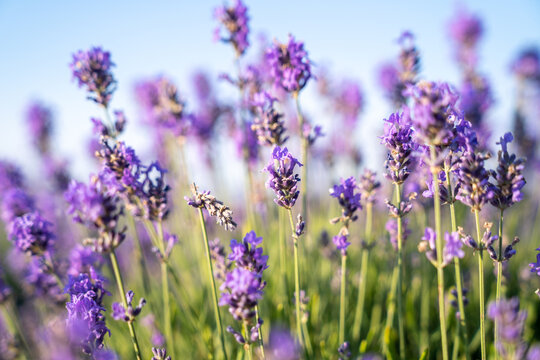 beautiful lavender flowers in the garden, close up shot, lavender spikelet © AnnaCoconutJuice