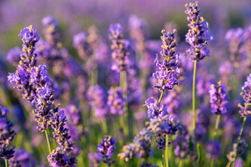 beautiful lavender flowers in the garden, close up shot, lavender spikelet