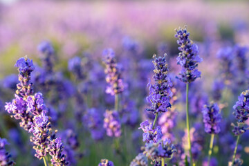 beautiful lavender flowers in the garden, close up shot, lavender spikelet