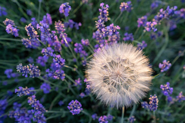 beautiful purple lavender flowers growing in a meadow in the garden, note shallow depth of field, big dandelion in lavender field  