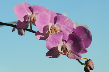 purple orchid flowers on a branch against a blue sky background
