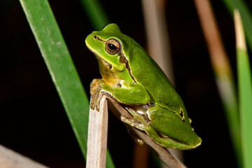 European tree frog // Europäischer Laubfrosch (Hyla arborea) 