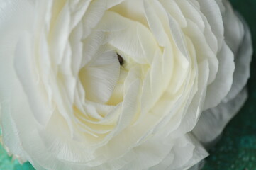 white ranunculus flower macro photo
