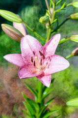 pink lily flower