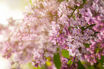 Spring flowers abstract background