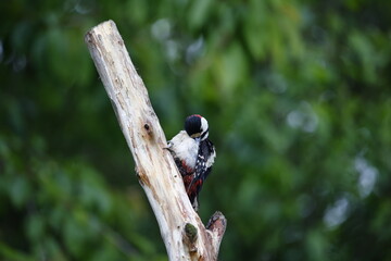 Male great spotted woodpecker preening on a dead tree