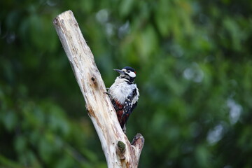 Fototapeta premium Male great spotted woodpecker preening on a dead tree