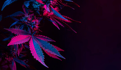 Banner with cannabis purple leaf on black background and empty space for text. Background with big...