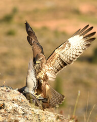 aguila ratonero ataca una paloma