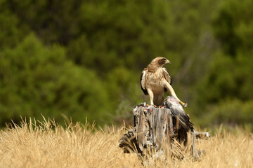 El aguila calzada en el campo