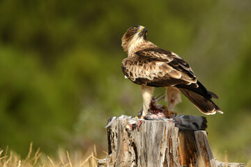 El aguila calzada en el campo