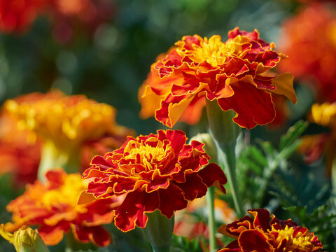 Tagetes erecta ornamental and medicinal plant with orange and yellow flowers.