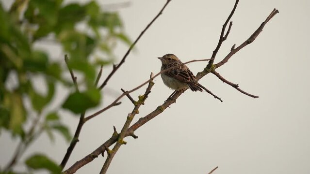 A chick of a whinchat (Saxicola rubetra) sits on a branch against the background of the sky