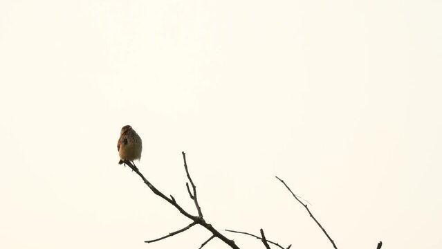 A chick of a whinchat (Saxicola rubetra) sits on a branch against the background of the sky