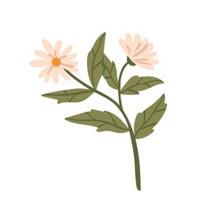 Camomile flower, floral blooming herbaceous plant. Wild field chamomile. Healing medicinal herb, wildflower with leaf and florescence. Botanical flat vector illustration isolated on white background
