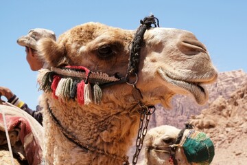 Close up of head of camel during trip on Wadi Rum desert in Jordan