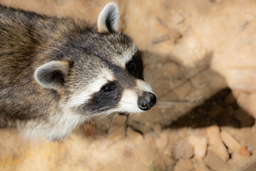 Naklejka na ściany i meble Raccoon with bright eyes looking at camera in a zoo.