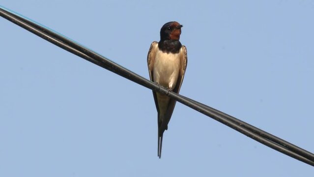 A barn swallow (Hirundo rustica) swallow sits on a power line against a blue cloudless sky