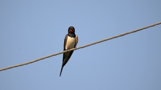A barn swallow (Hirundo rustica) swallow sits on a power line against a blue cloudless sky