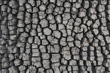 natural exterior of an old tree, background